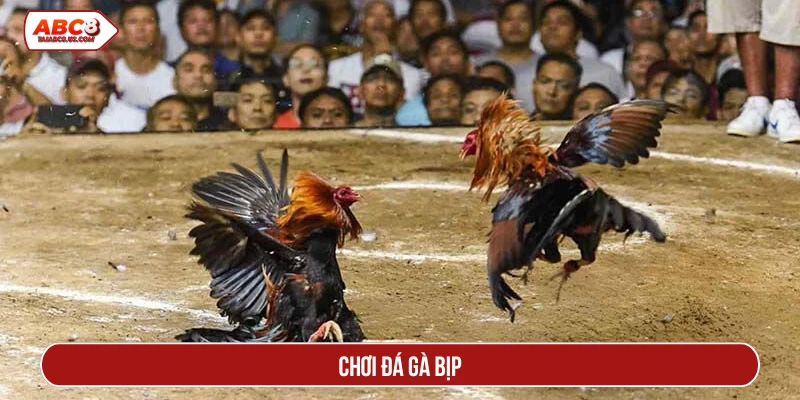 chơi đá gà bịp