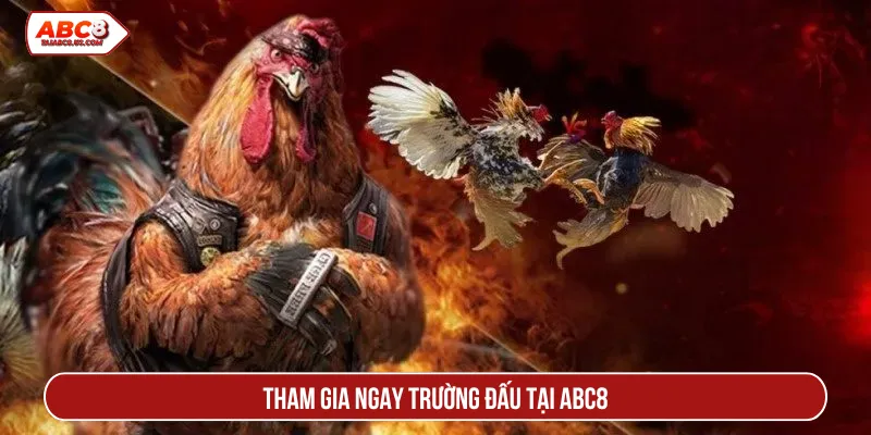 Đá gà ABC8 tái hiện trường đấu danh tiếng bậc nhất