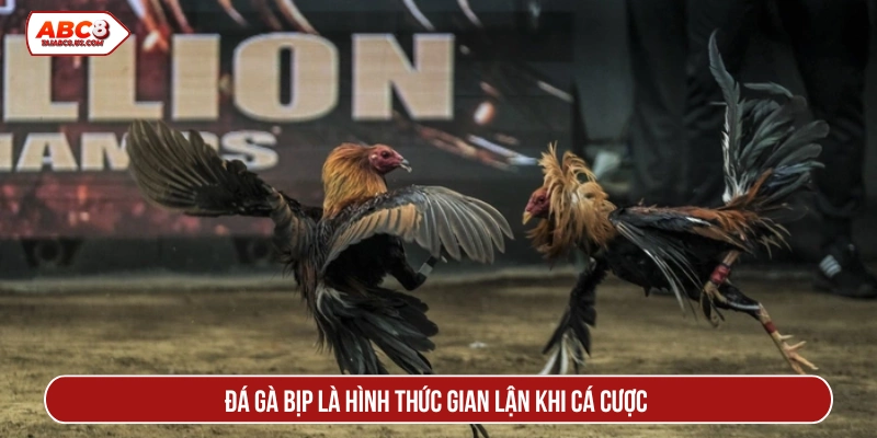 Đá gà bịp là hình thức gian lận khi cá cược 
