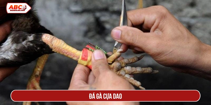 đá gà cựa dao