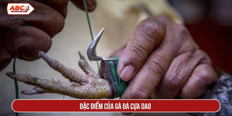 Đặc điểm của gà đá cựa dao 