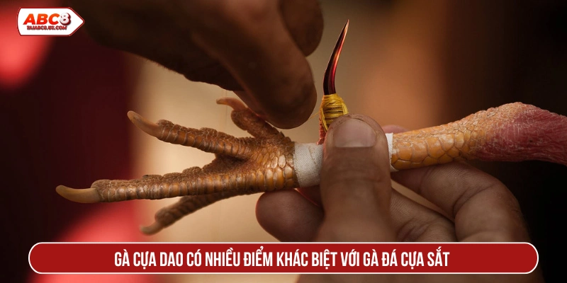 Gà cựa dao có nhiều điểm khác biệt với gà đá cựa sắt 