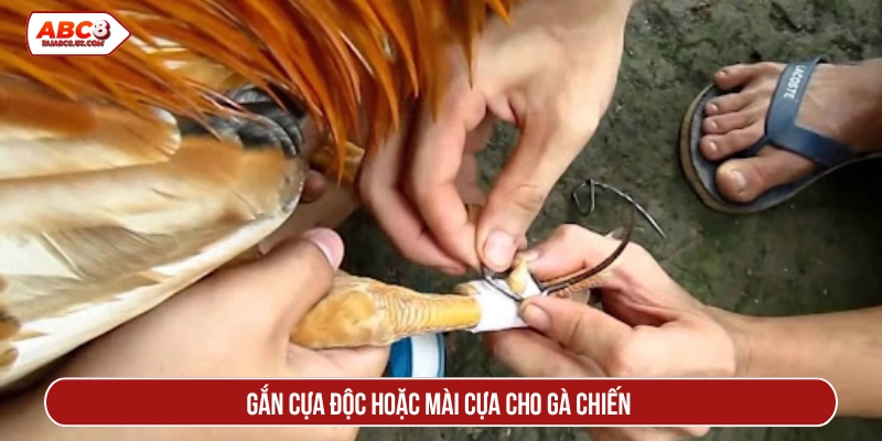 Gắn cựa độc hoặc mài cựa cho gà chiến 